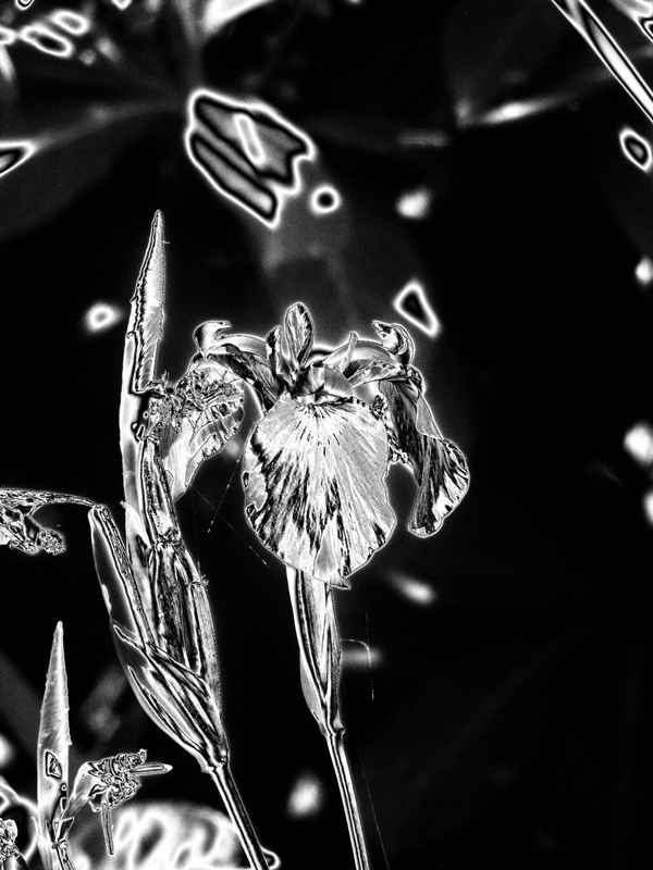 Sumpfschwertlilie, Iris pseudacorus, in Stahl