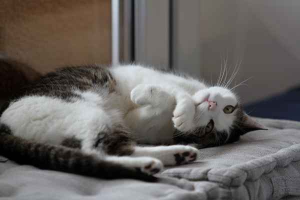Kater