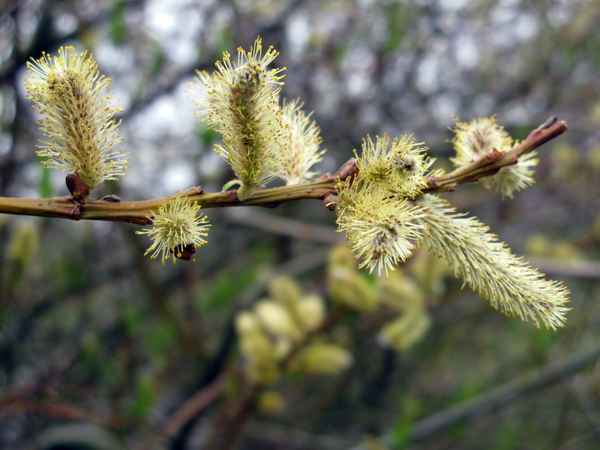 Weiden blühen