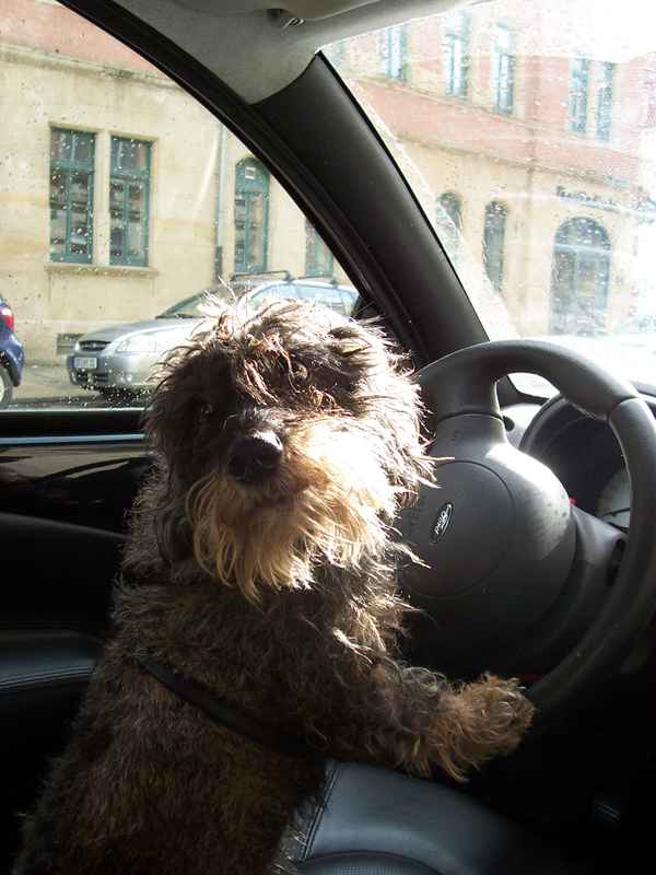 Ich mach den Hundeführerschein!