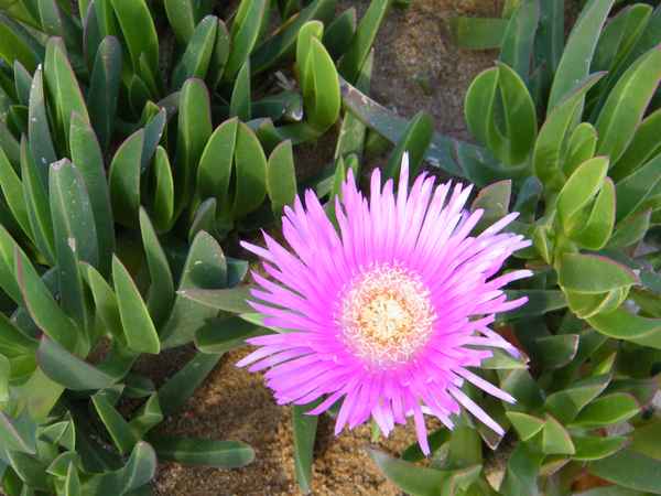 Blüte
