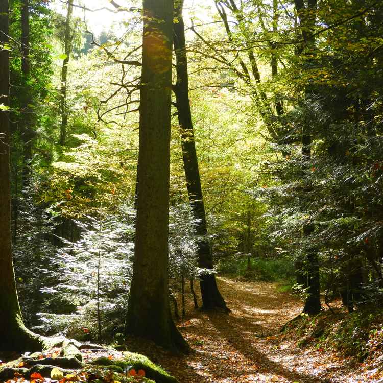 Wald im Spätsommer