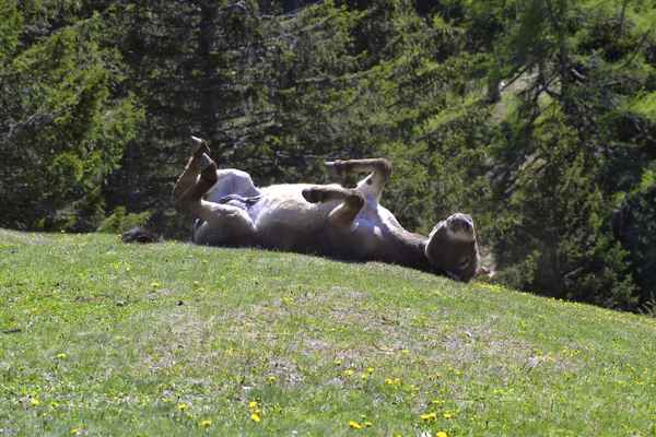 Ein Esel wälzt sich im Gras