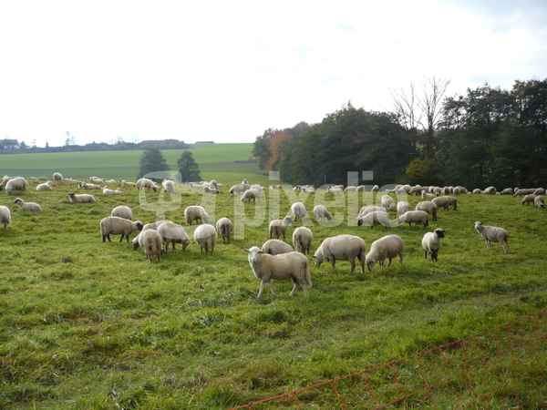 Schafe im Sauerland