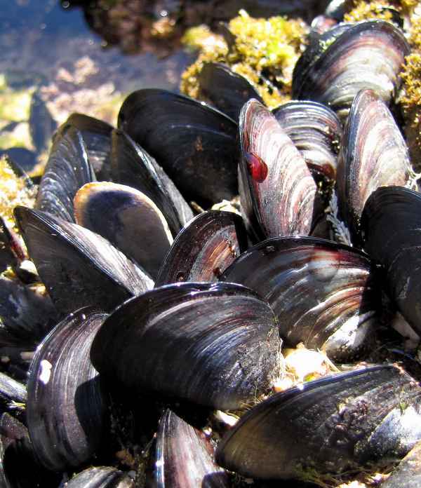 Miesmuscheln