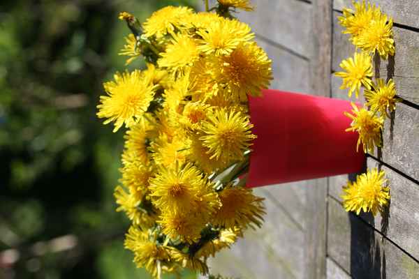 Löwenzahn in der Vase 4