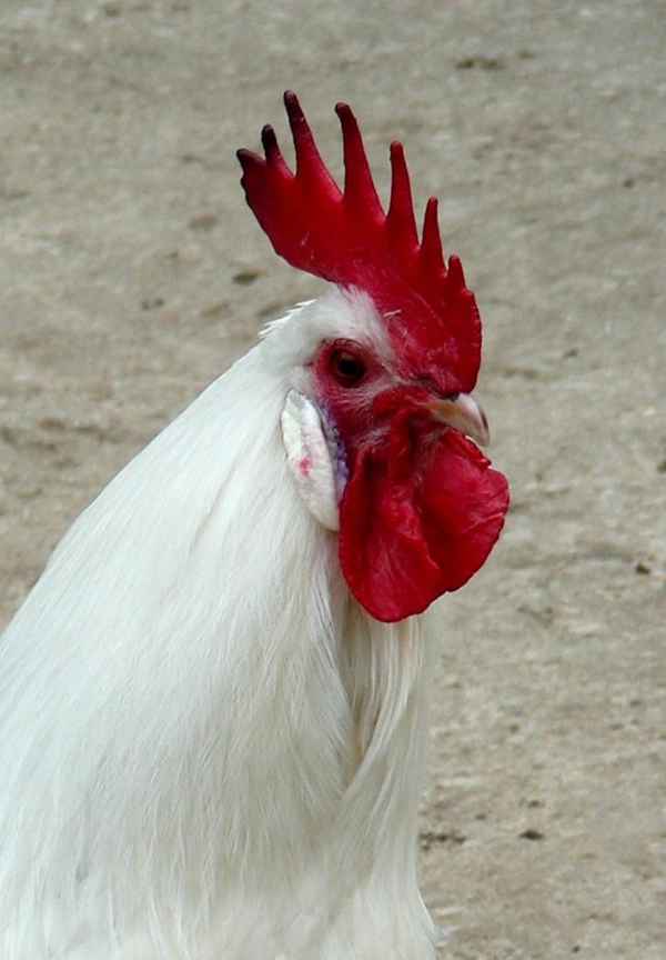 Ostfriesische Möwe Hahnen Porträt