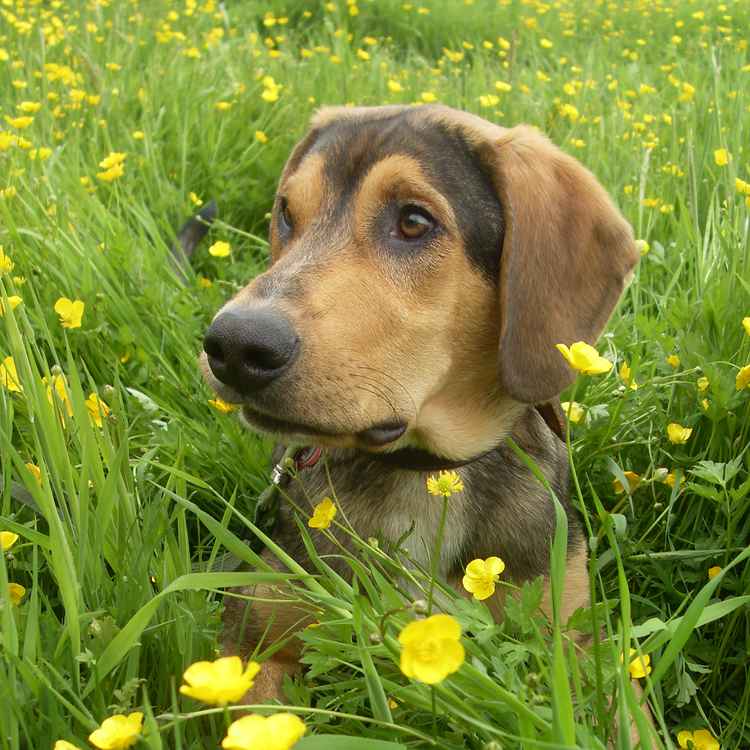 Mylo im Butterblumenland