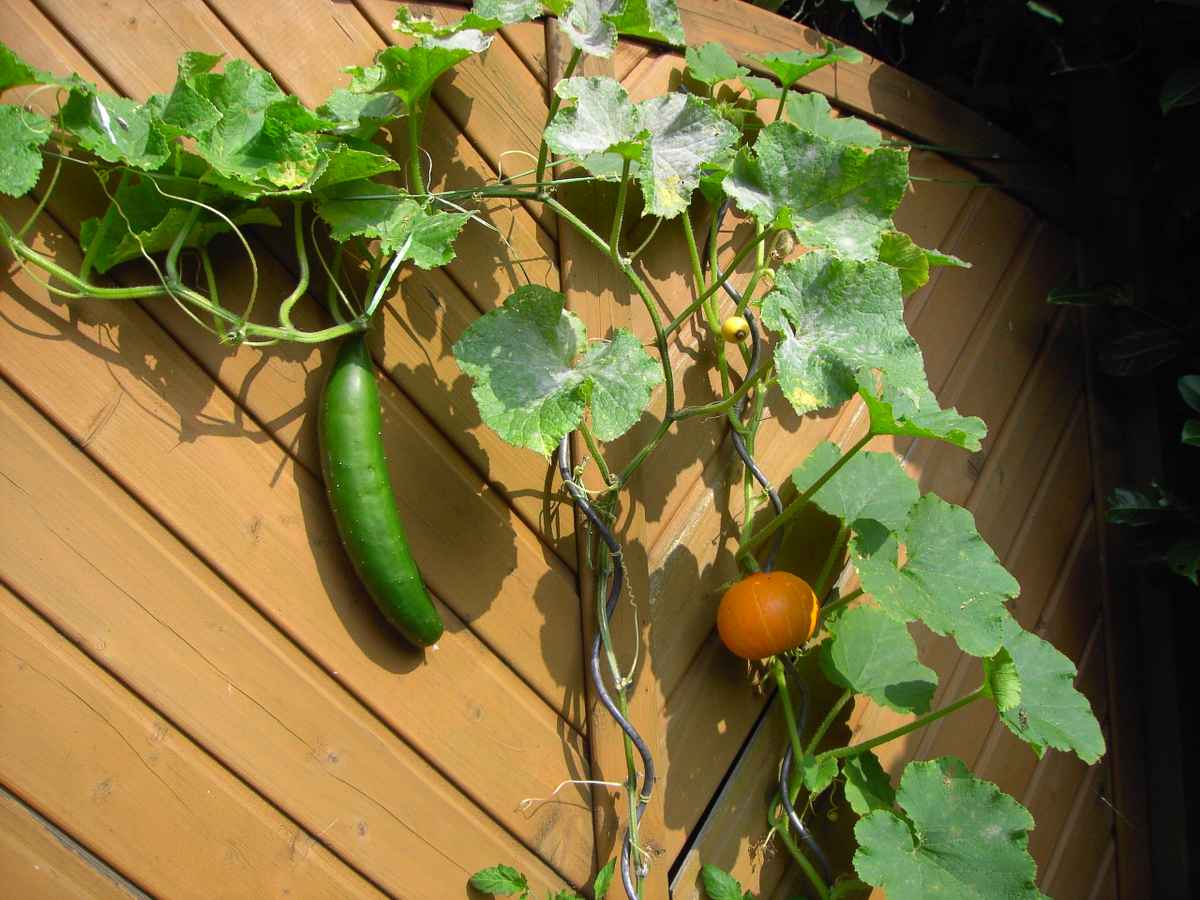 spätsommerliche Ernte