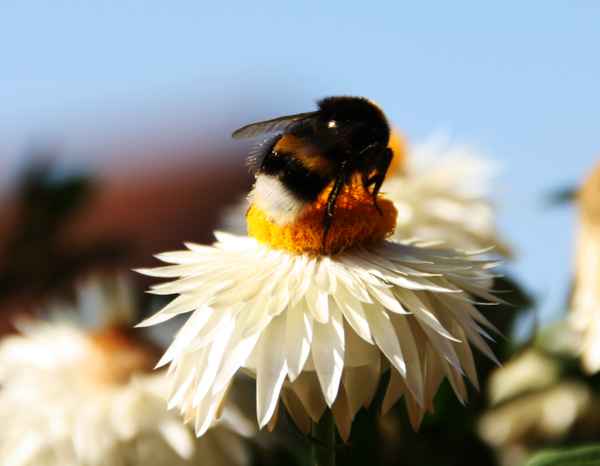 Hummel auf Blume