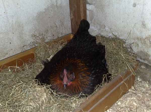 Henne beim Brüten