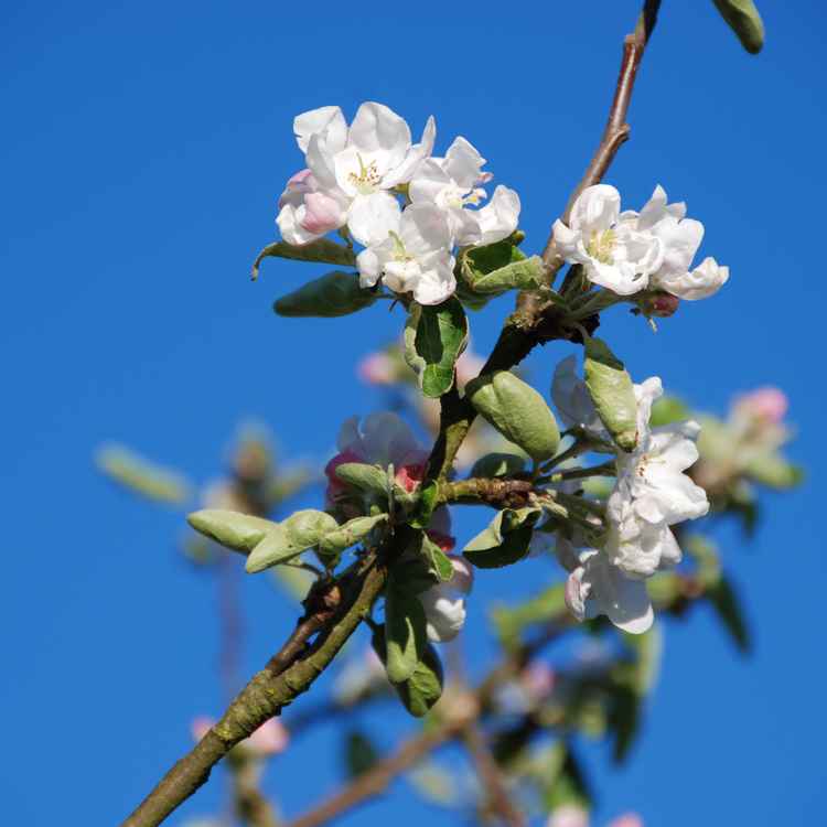 Apfelblüte 01