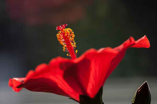 Hibiskus