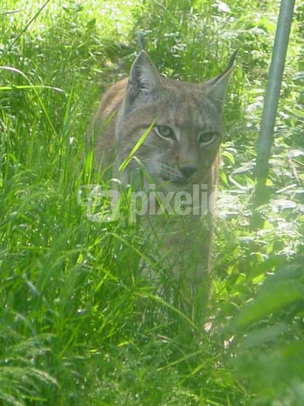 Luchs