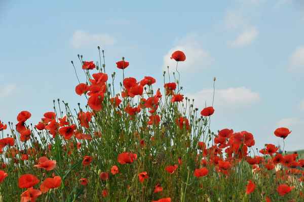 herrlicher Klatschmohn