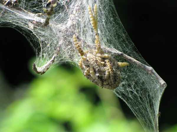 Pfaffenhütchen mit Ungeziefer befallen