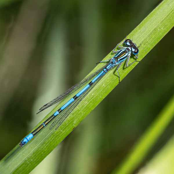Blaue Libelle
