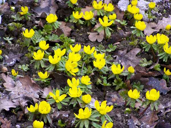 Der Frühling kommt! 3