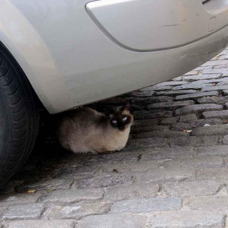 Katze und Auto