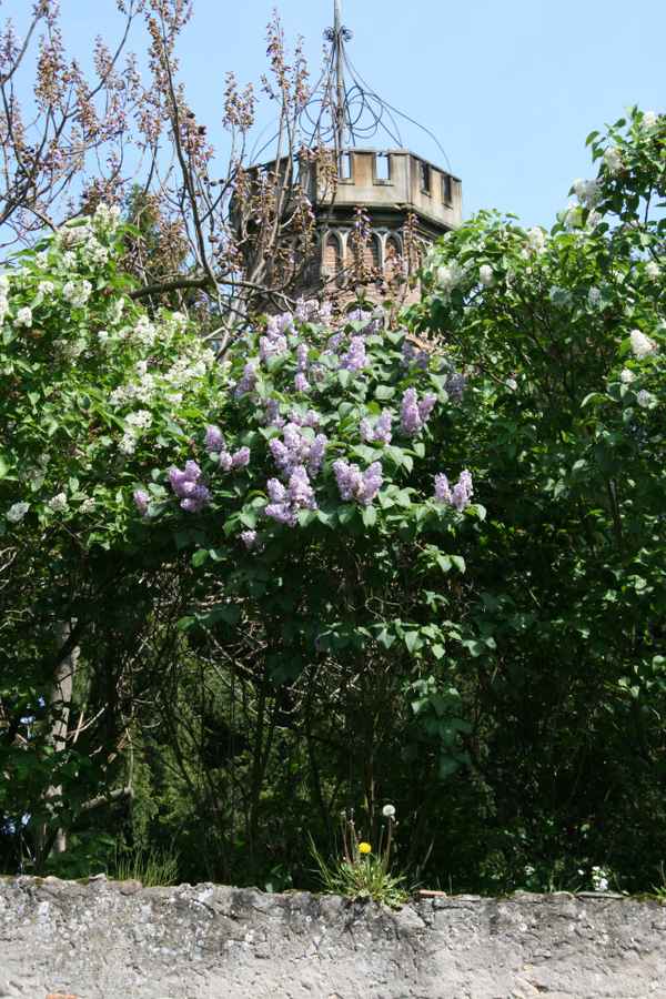 Mittelalter in Oppenheim