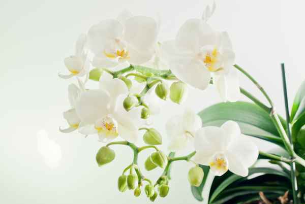 Orchidee