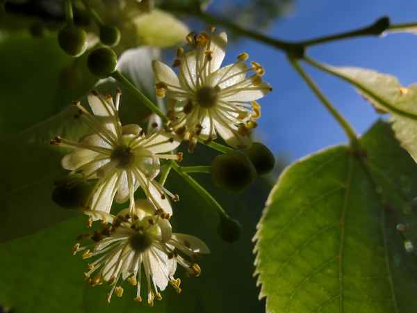Lindenblüte