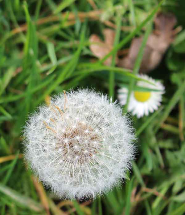 Zartes Gebilde