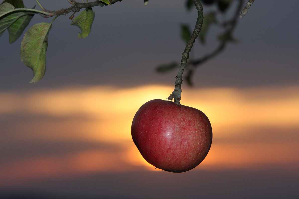 Apfel am Abend