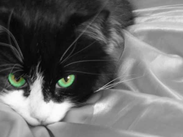 Bobbys Green Eyes
