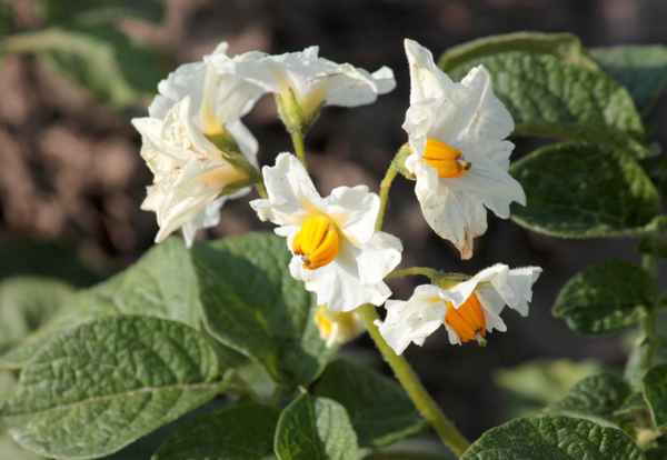 Kartoffelblüten