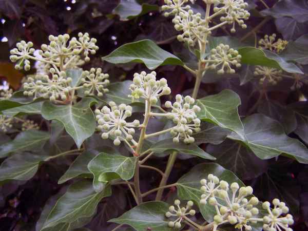 Efeu (Blüten) - Hedera Helix