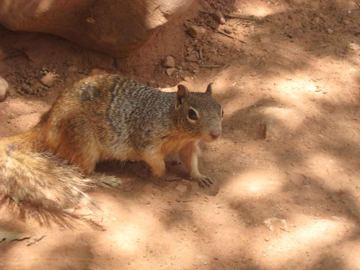 Squirrel im Grand Canyon