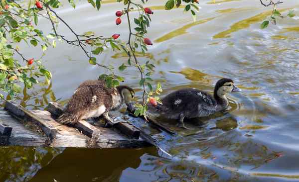 Baden geh´n im Dorfteich