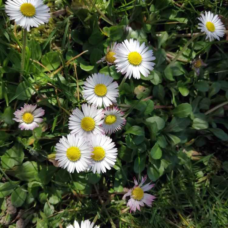 Gänseblümchen März 2020