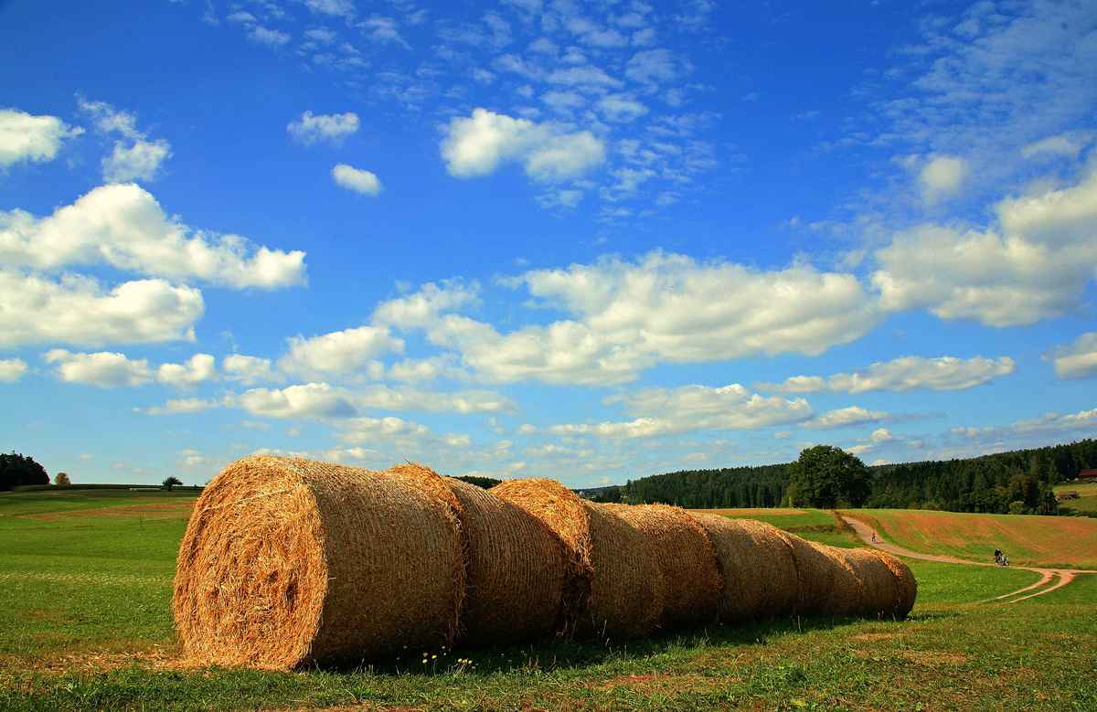Herbstsonne auf den Feldern