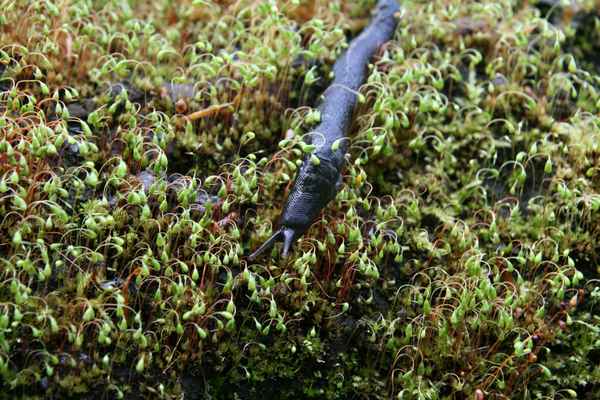 Schnecke 1