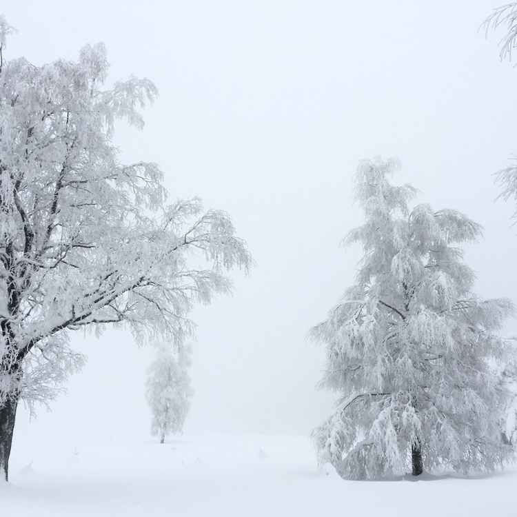 Schwarzwaldwinter als weisse Wonne