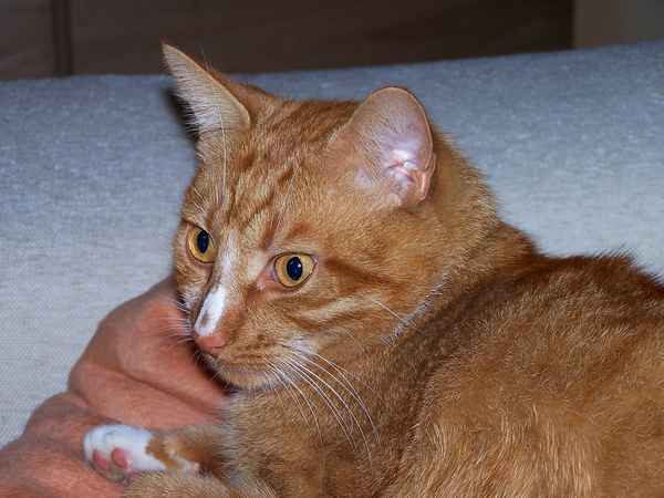 Kater Willy