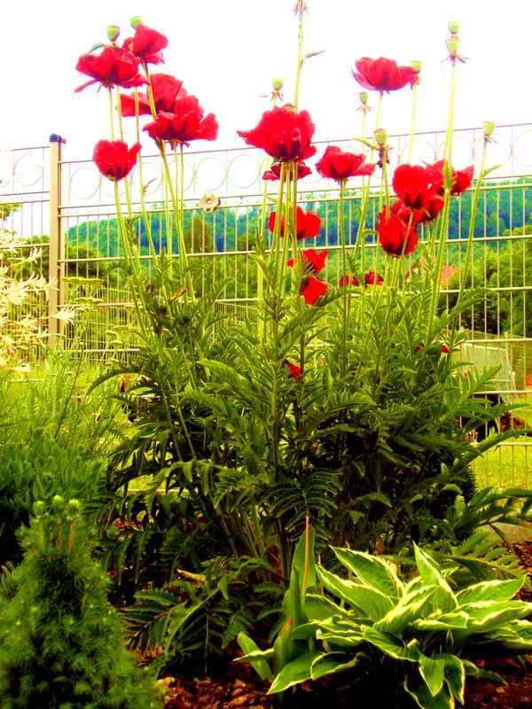 Mohn im Garten