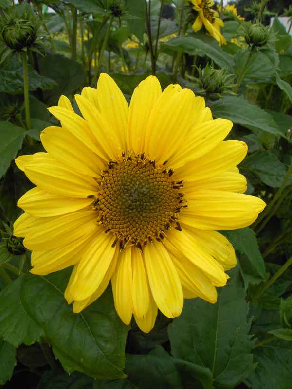 Sonnenblume