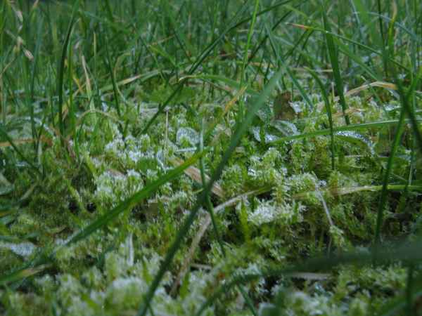 Gras mit Frost