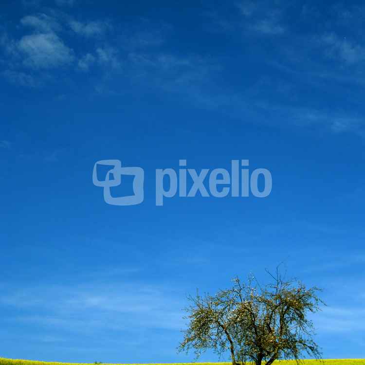 Raps-Frühling hoch