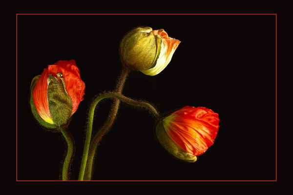 - Klatschmohn -