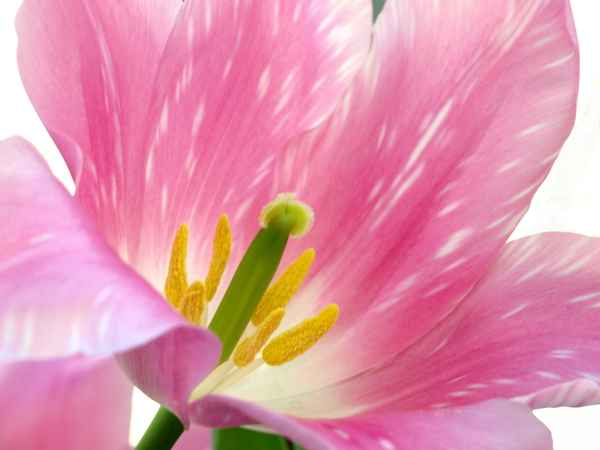 Frühlingszeit - Tulpenzeit