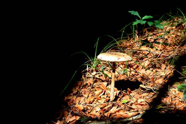 Aus dem Schatten getreten