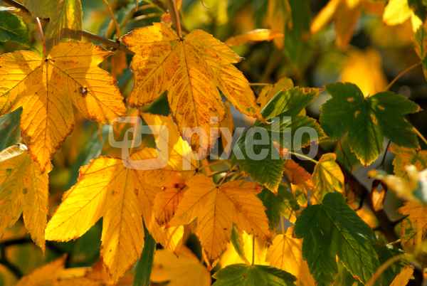 Hallo Herbst.
