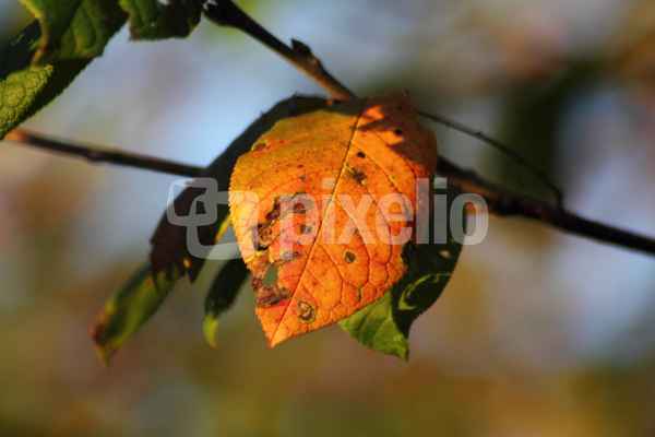 Und hier kommt dein Herbstblatt.....