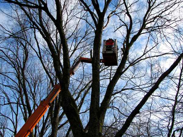 Baumpflege im Februar 2