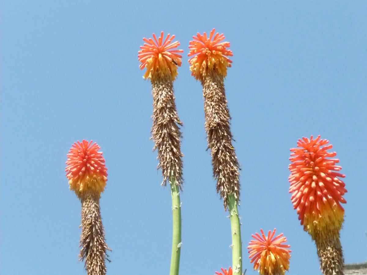 Blumen in Volpaia III
