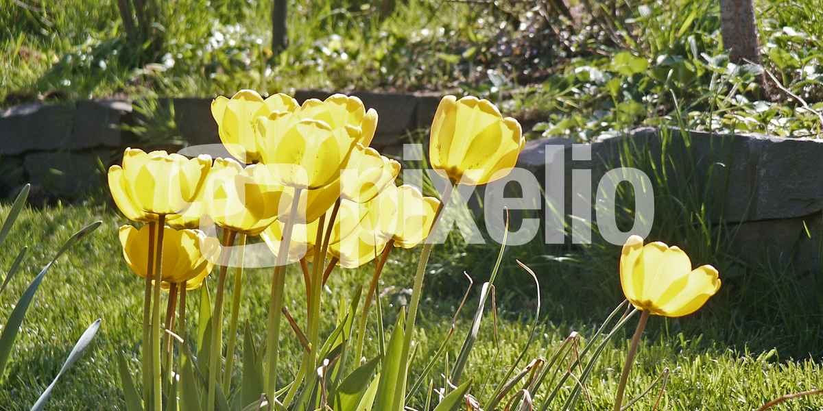Garten (Tulpen)_01/02